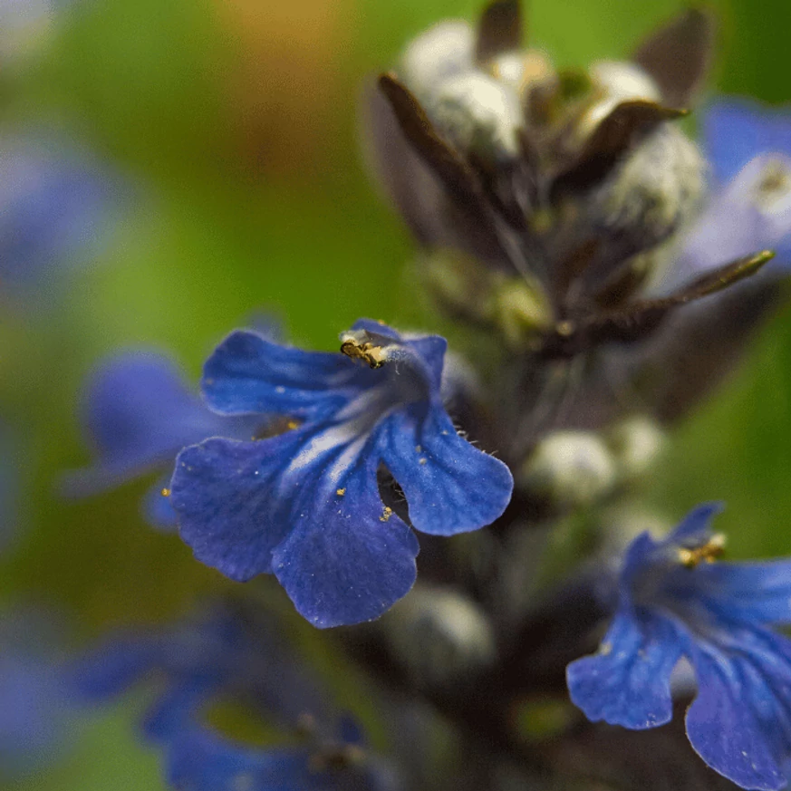 Az Ajuga virágzata.