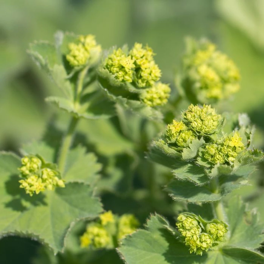 Alchemilla mollis - Palástfű