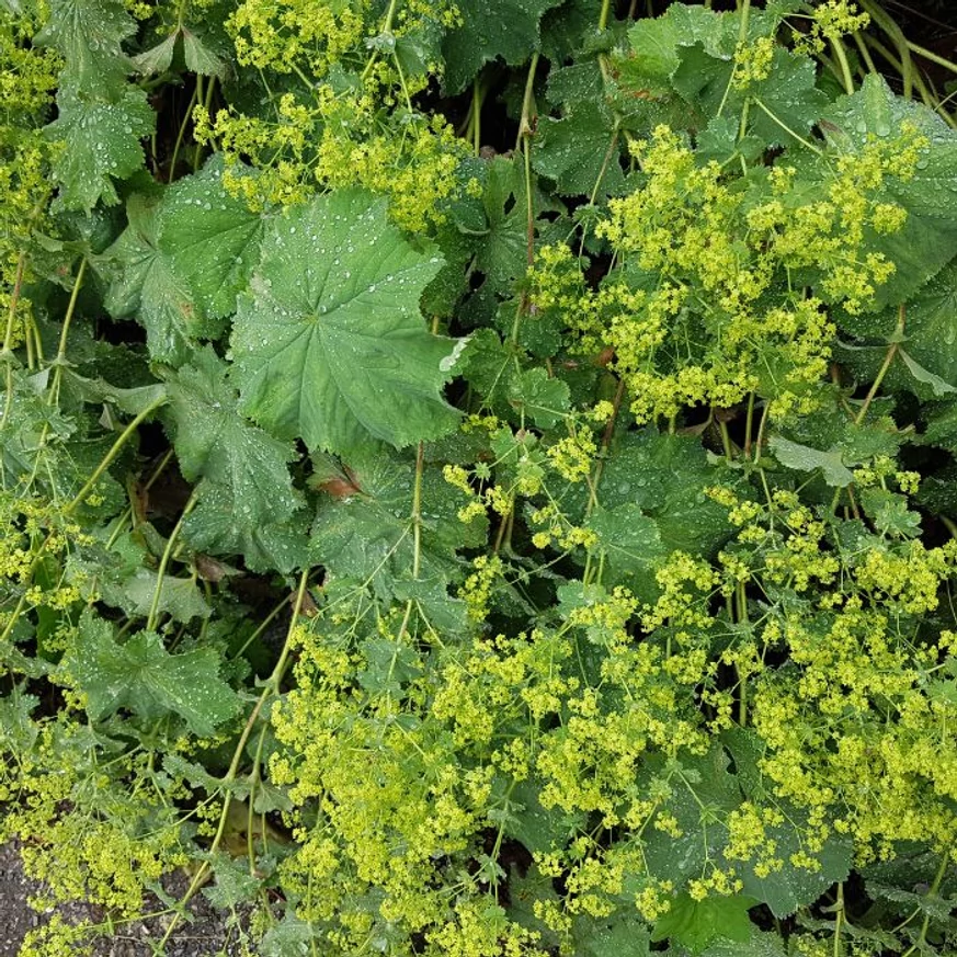 Alchemilla mollis - Palástfű
