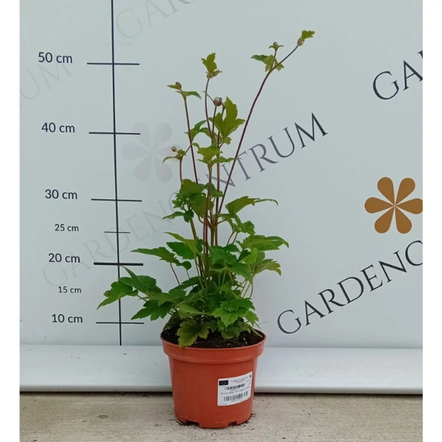 Anemone hybrida -  Féltelt, rózsaszín szellőrózsa