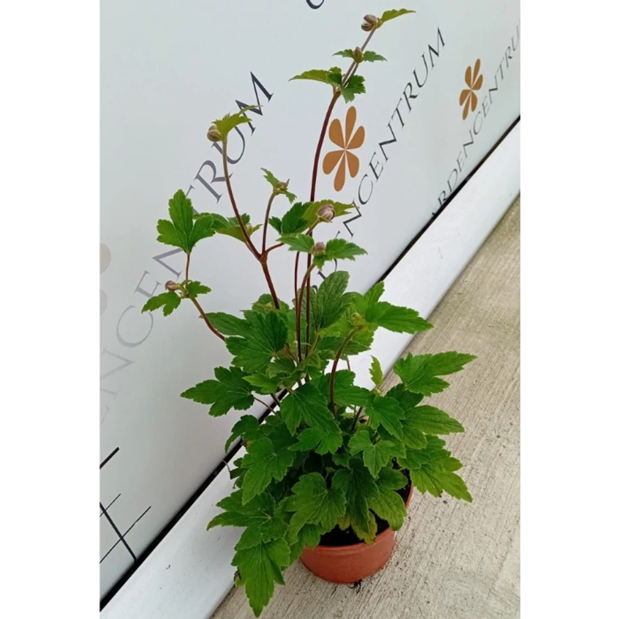 Anemone hybrida -  Féltelt, rózsaszín szellőrózsa