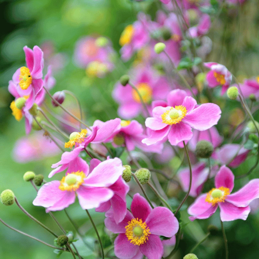 Anemone x hybrida - Rózsaszín szellőrózsa