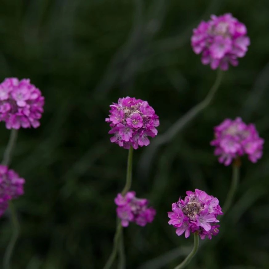 Az Armeria maritima Rubrifolia bordó levelei közül kivirítanak a rózsaszín virágfejek.