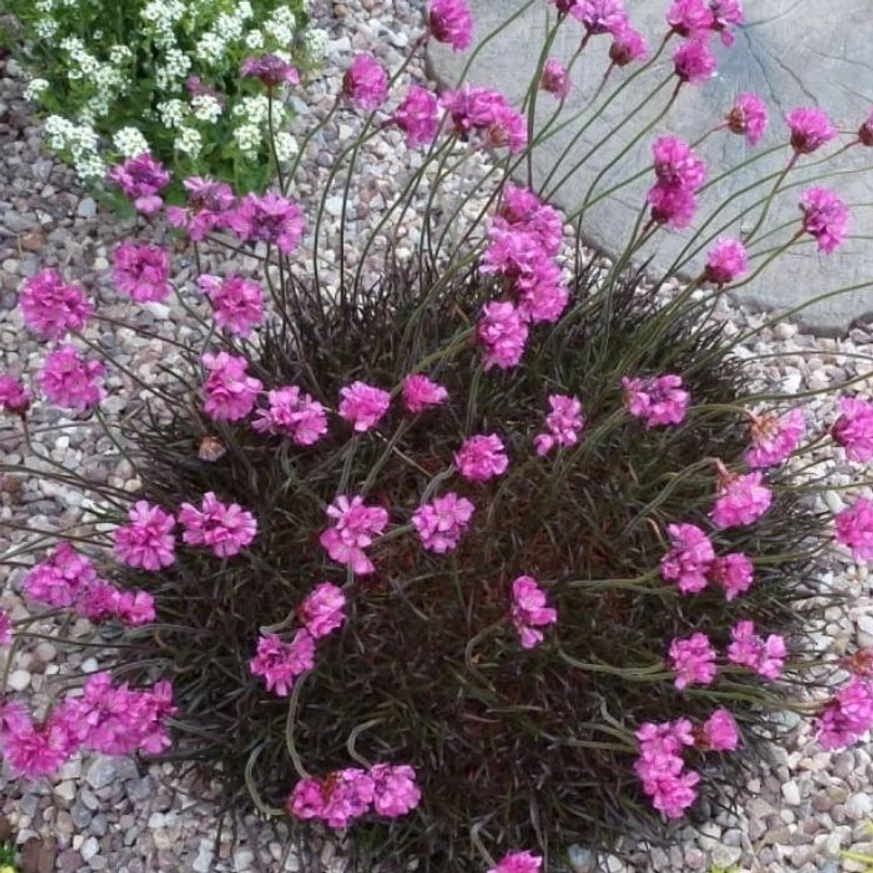 Az Armeria maritima Rubrifolia évelő termete és kinézete.