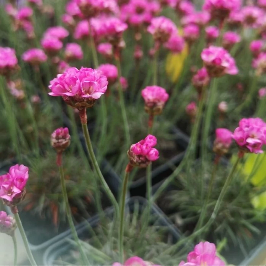 Armeria maritima Vezuv P9 - Rózsaszín tengerparti pázsitszegfű