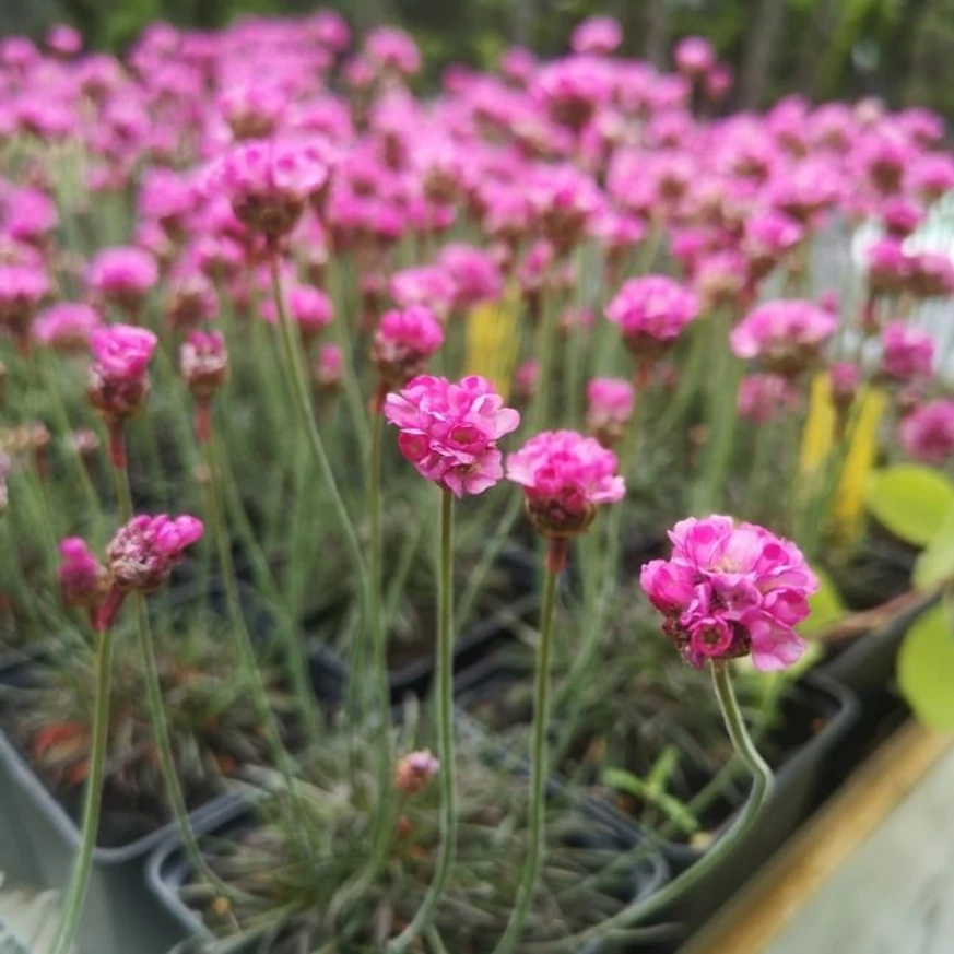 Armeria maritima Vezuv P9 - Rózsaszín tengerparti pázsitszegfű