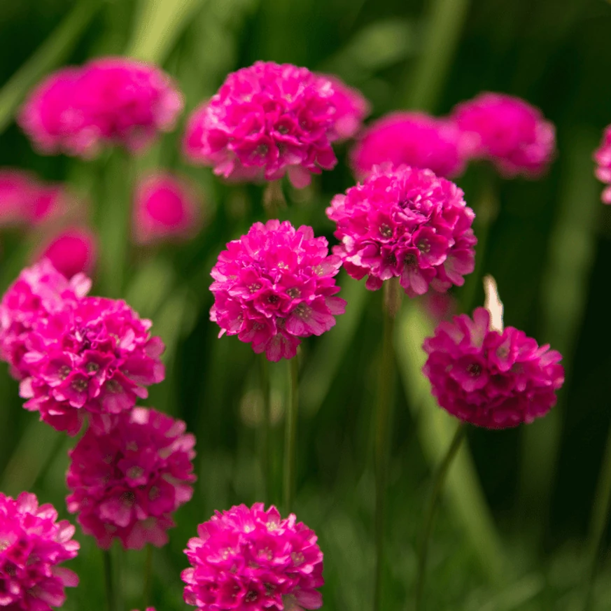 Armeria maritima Vezuv P9 - Rózsaszín tengerparti pázsitszegfű