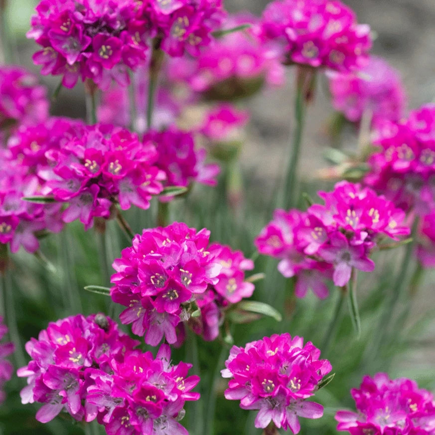 Armeria maritima Vezuv P9 - Rózsaszín tengerparti pázsitszegfű