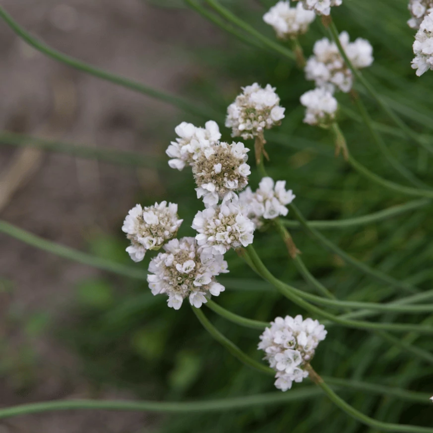 Armeria maritima Alba CS9 -  Fehér tengerparti pázsitszegfű
