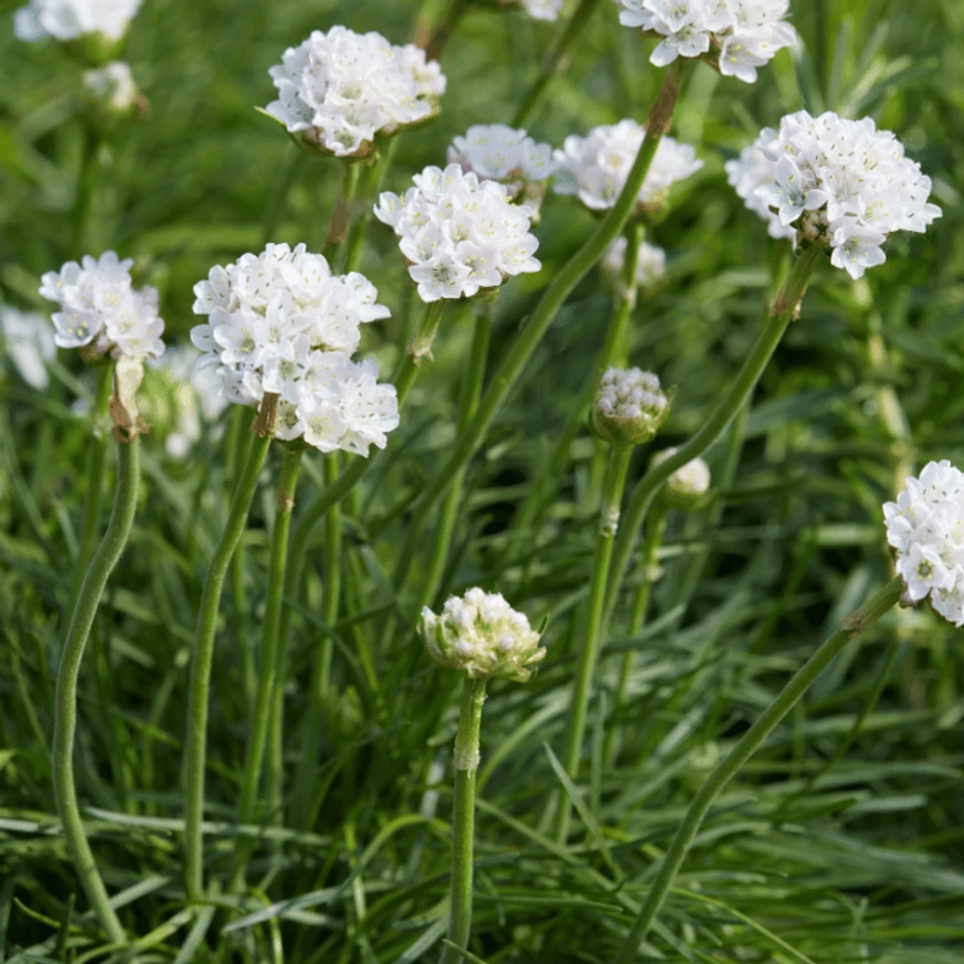 Armeria maritima Alba CS9 -  Fehér tengerparti pázsitszegfű