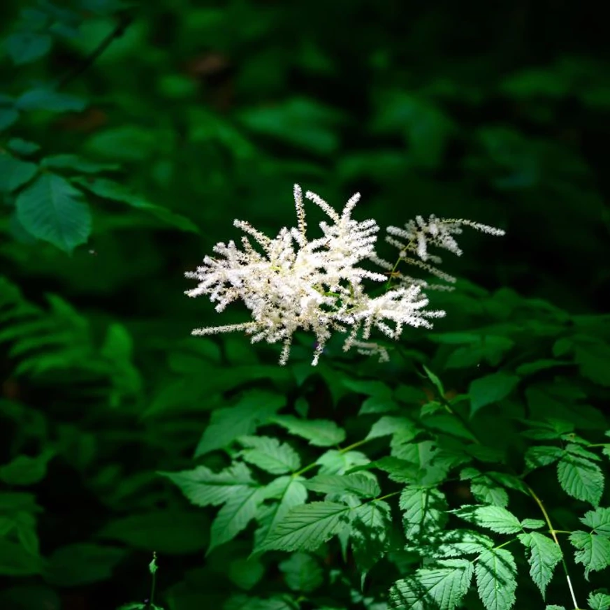 Aruncus dioicus lombozata és virágai.