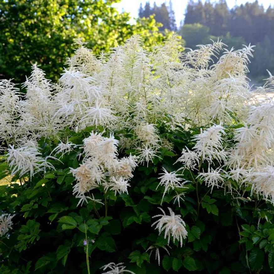 Kifejlett, terebélyes Aruncus dioicus évelő dísznövény.