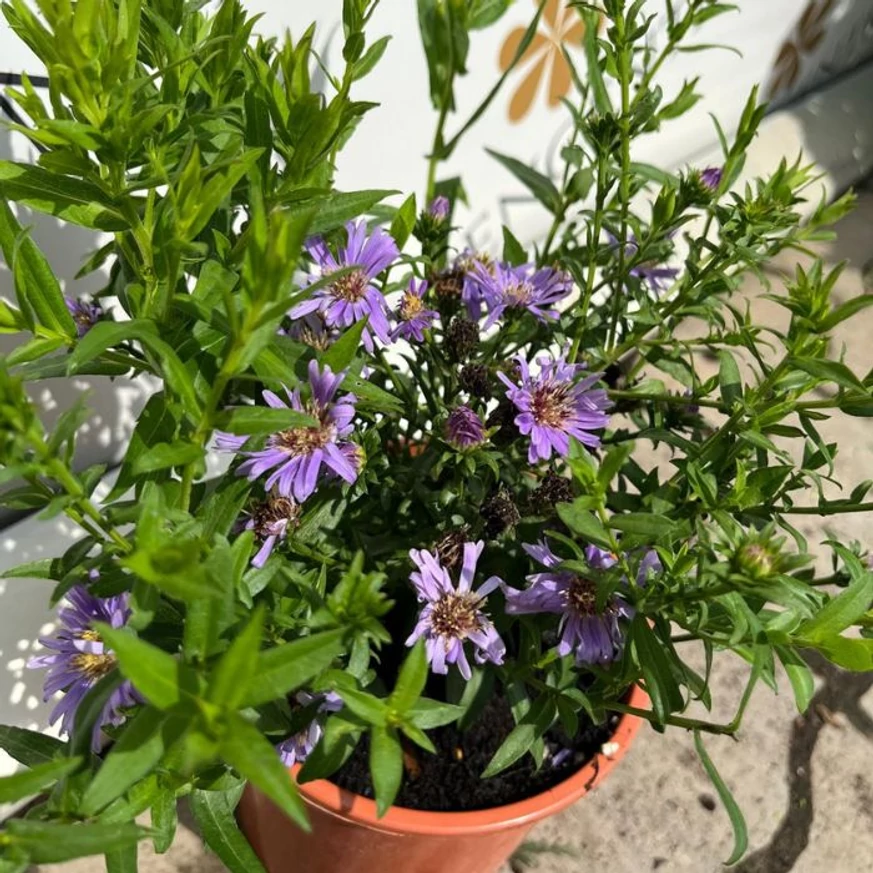 Aster dumosus Wood's Purple - Törpe őszirózsa
