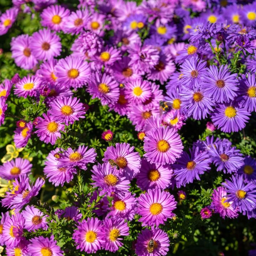 Aster dumosus MIX - Törpe őszirózsa Színkeverék