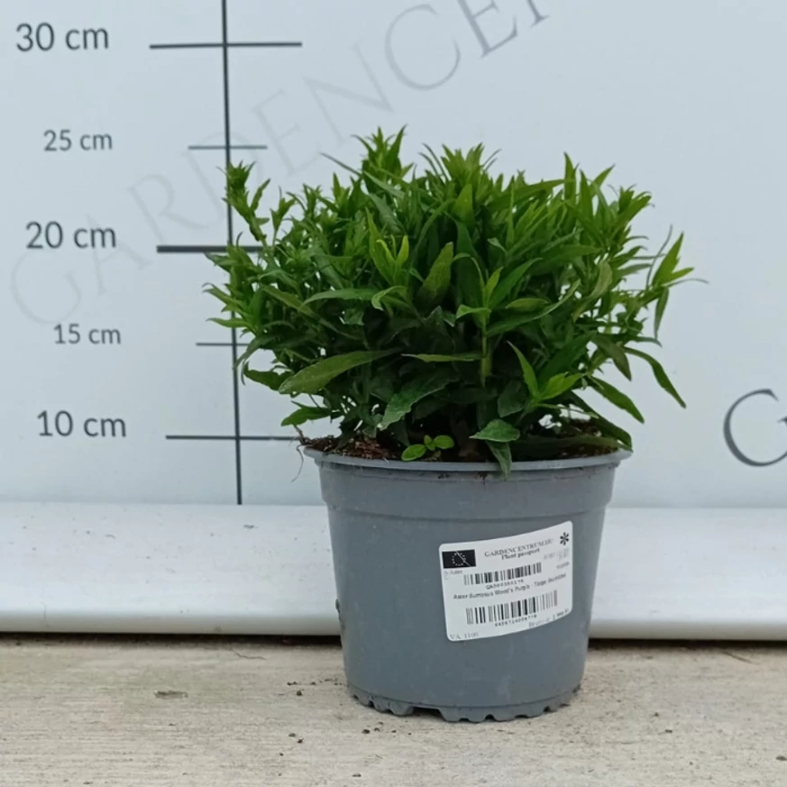 Aster dumosus Wood's Purple - Törpe őszirózsa