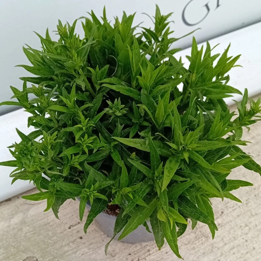 Aster dumosus Wood's Purple - Törpe őszirózsa