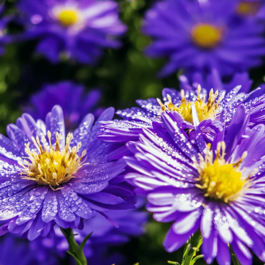 Évelő Aster novi-belgii virágzata.