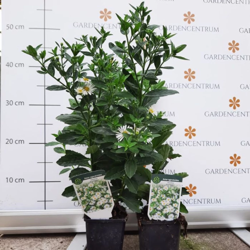 Aster ageratoides Starshine CS9 - Fehér őszirózsa