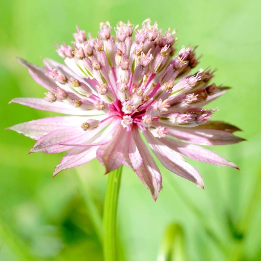 Astrantia major Roma - Rózsaszín völgycsillag
