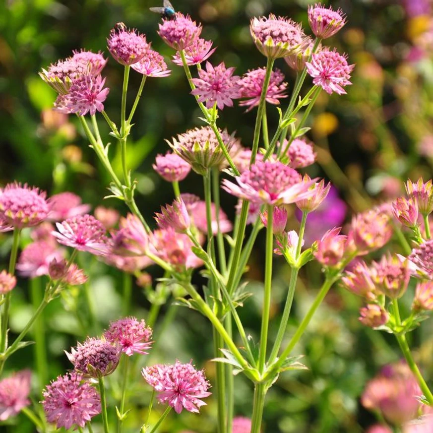 Astrantia major Roma - Rózsaszín völgycsillag