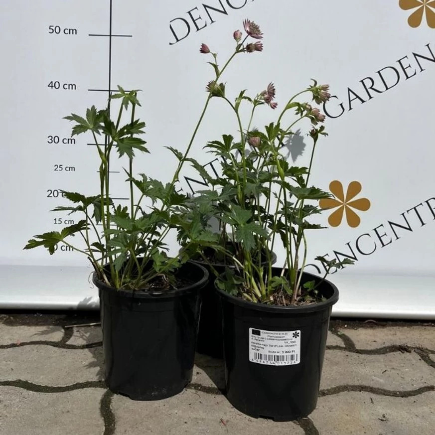 Astrantia major Star of Love - Rózsaszín völgycsillag