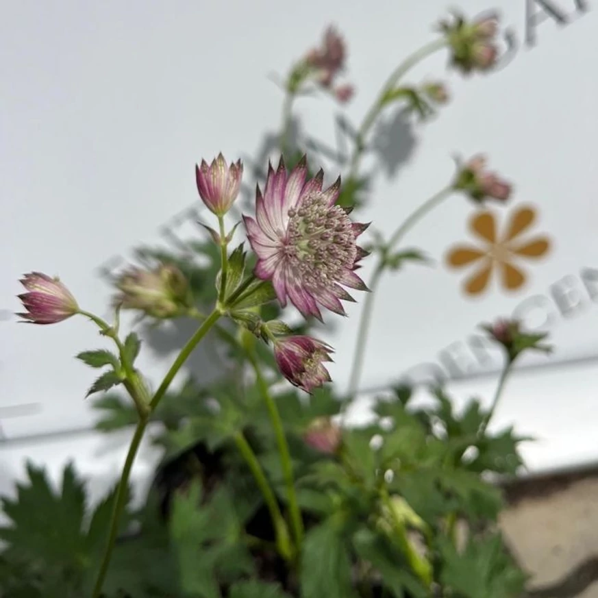 Astrantia major Star of Love - Rózsaszín völgycsillag