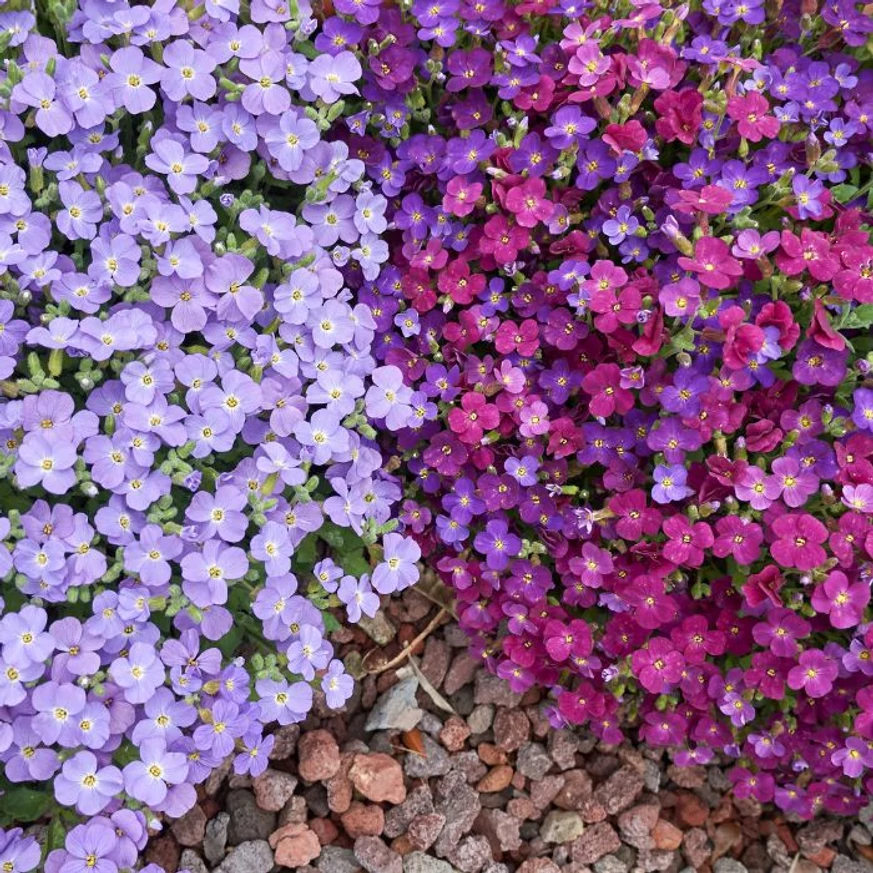 Vegyes virágszínben kapható Aubrieta gracilis évelők.