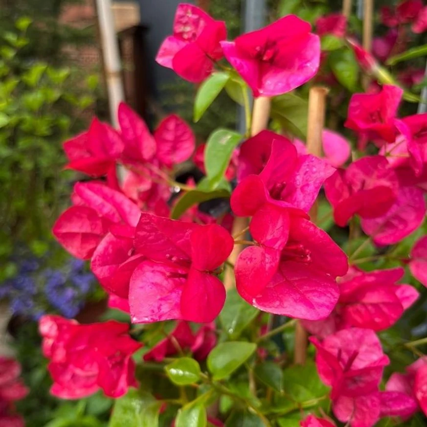 Bougainvillea XL - Murvafürt