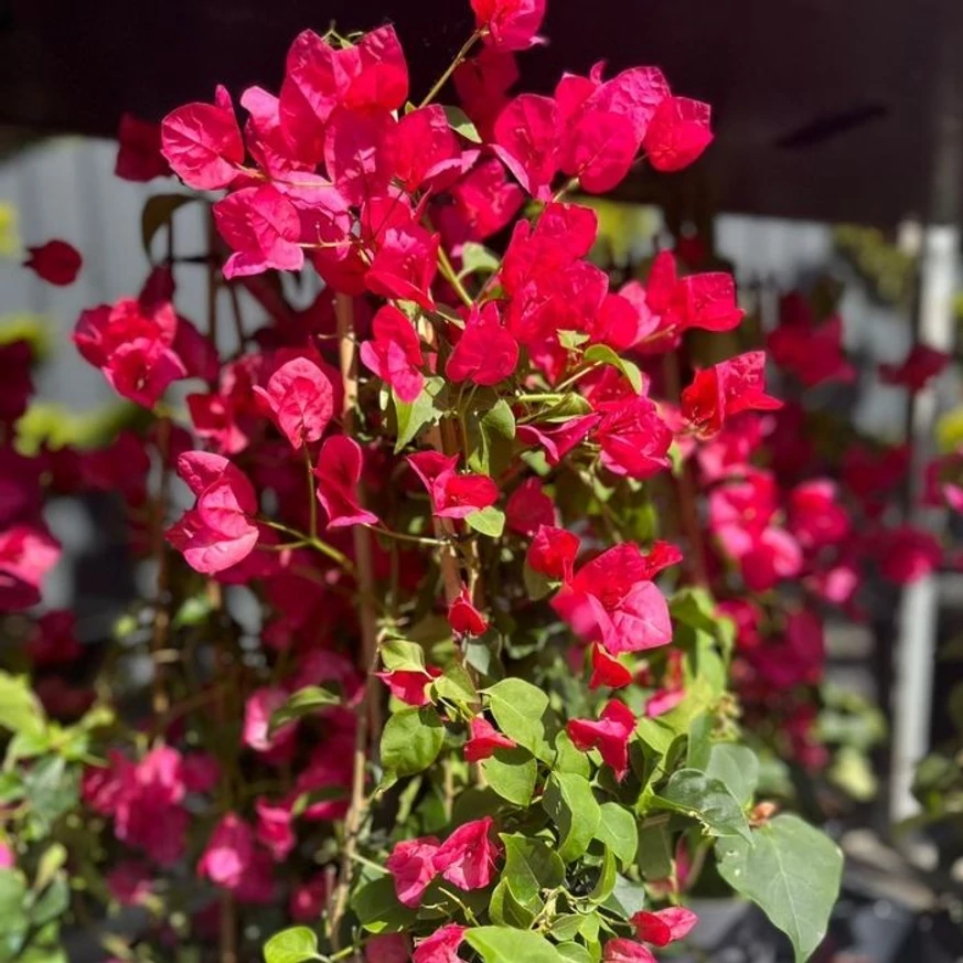 Bougainvillea XL - Murvafürt