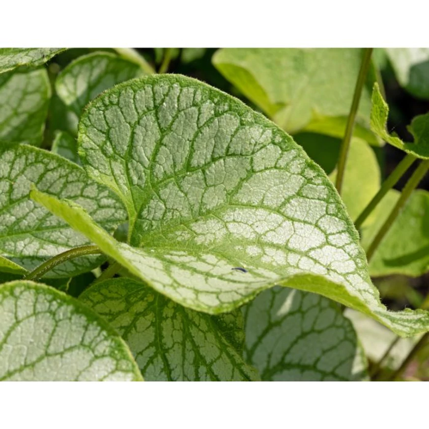 Az ezüstlevelű nefelejcs lombozatával is díszít.