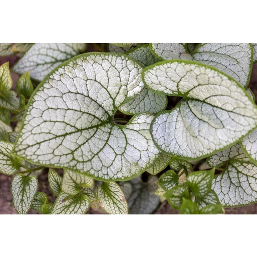 Silver Heart nefelejcs ezüstös, zölddel erezett, szív alakú levelei.