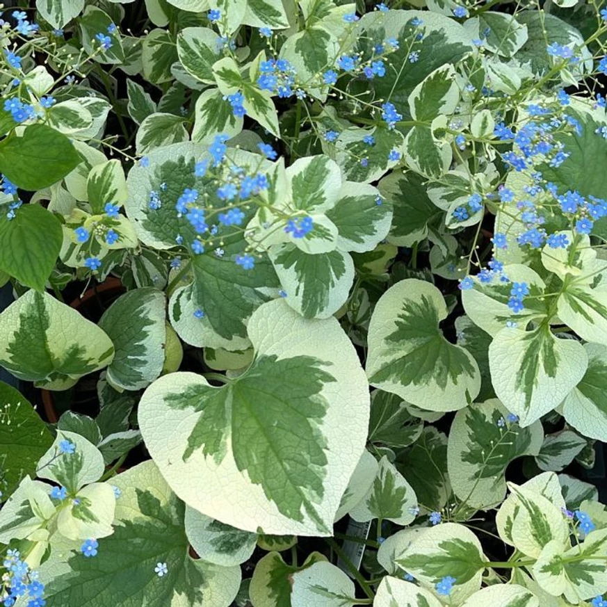 Brunnera sp kaukázusi nefelejcs tarka levelei és apró kék virágai