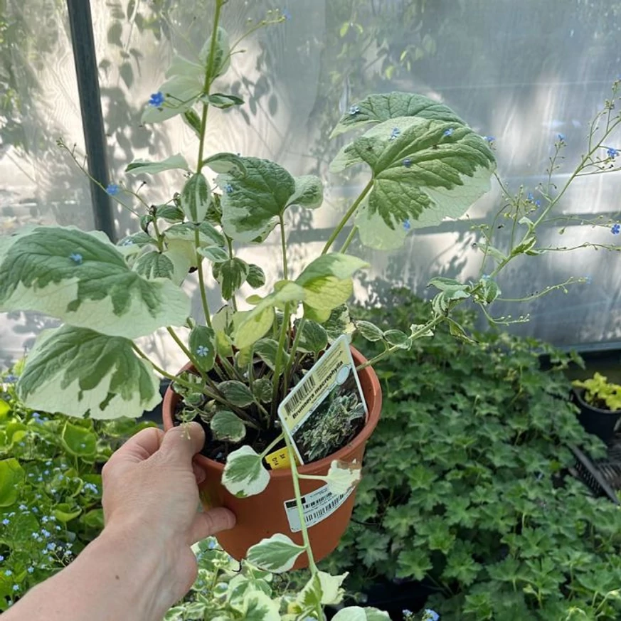 Brunnera kaukázusi nefelejcs cserépben tavasszal