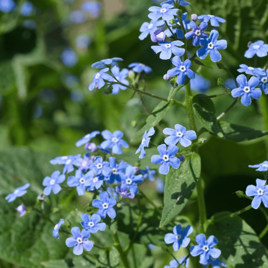 Brunnera macrophylla CS14 - Kaukázusi nefelejcs