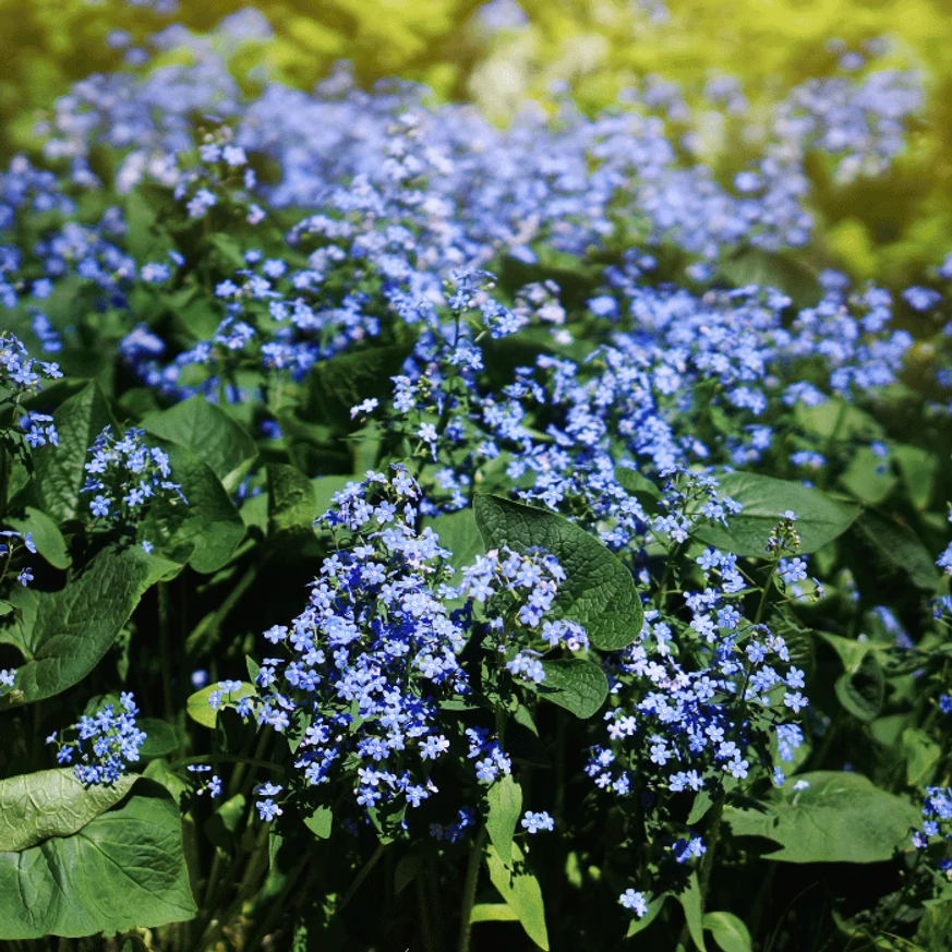 A Brunnera macrophylla nefelejcs tavasszal nyíló virágzó bokra.