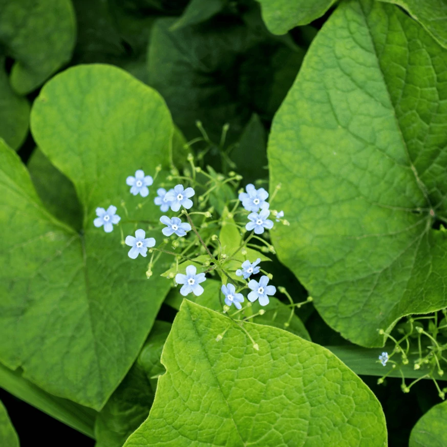Brunnera macrophylla CS14 - Kaukázusi nefelejcs