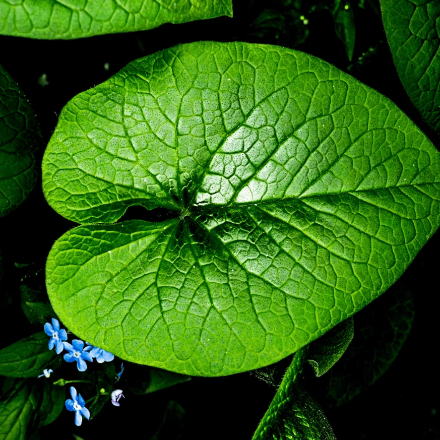 Brunnera macrophylla CS14 - Kaukázusi nefelejcs
