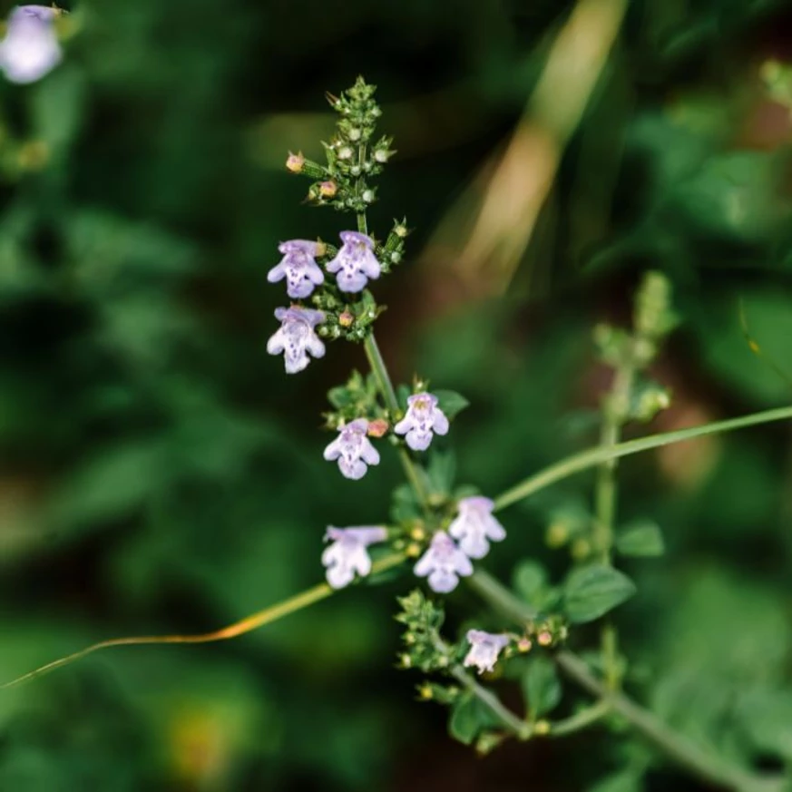 Calamintha nepeta Blue Cloud virágszár közelről.