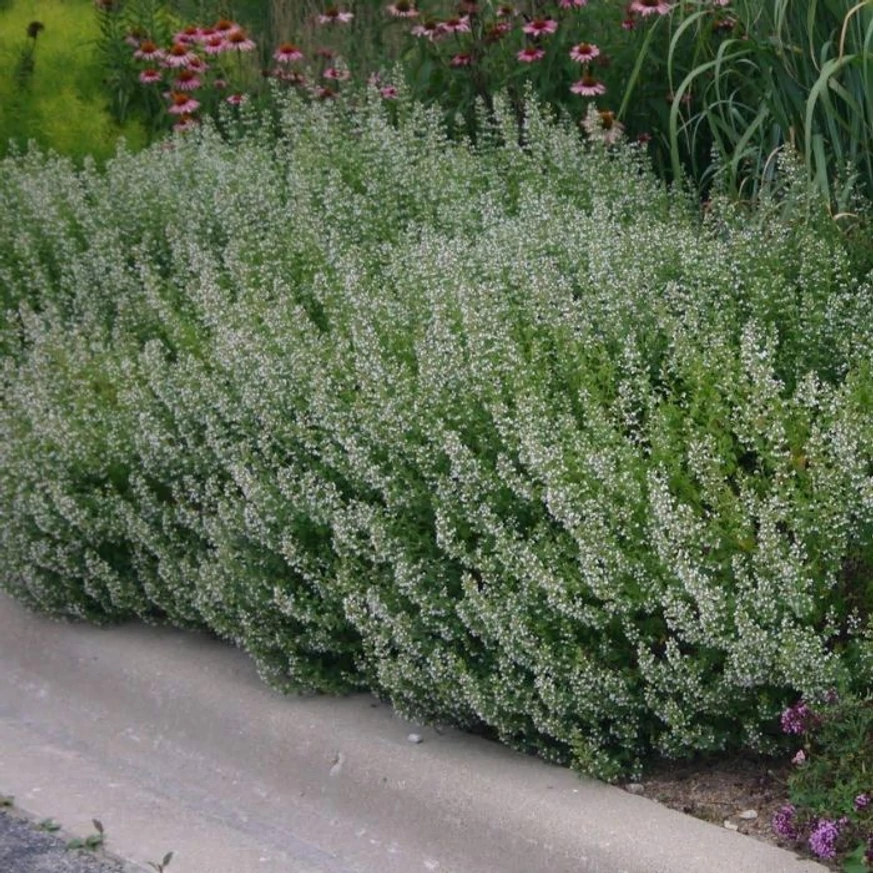 Calamintha nepeta Blue Cloud növénytársításban kasvirággal és díszfüvekkel.