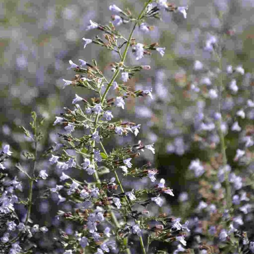 Calamintha nepeta Blue Cloud virágok csoportja.