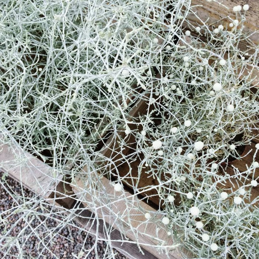 A Calocephalus brownii - párnacserje évelő kinézete és elenyésző díszértékű virágai.