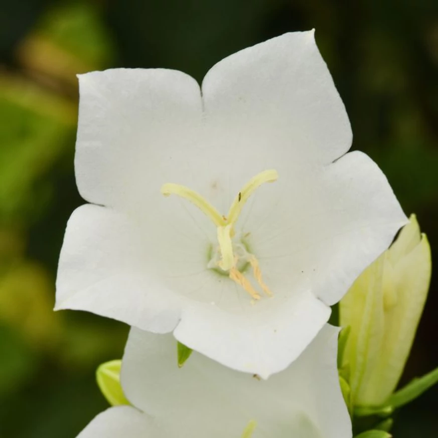 Közeli kép a Campanula persicifolia Takion White virágáról.