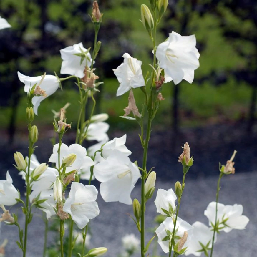 Hosszú szárakon emeli ki virágait a Campanula persicifolia Takion White.