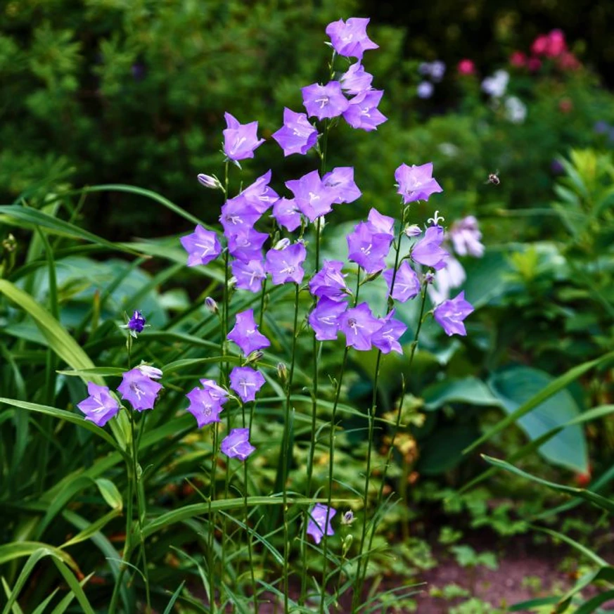 A Campanula persicifolia Coerulea baracklevelű harangvirág kinézete virágzáskor.