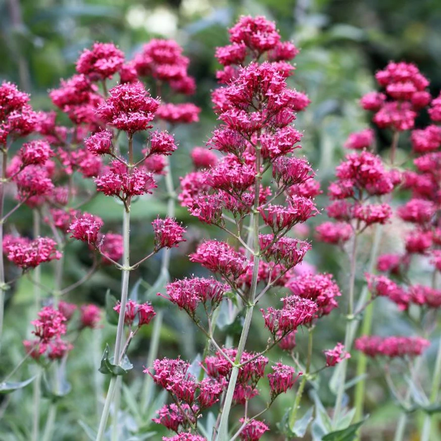 Pirosas rózsaszín virágbugáival díszít egész nyáron a Centranthus ruber Coccineus.