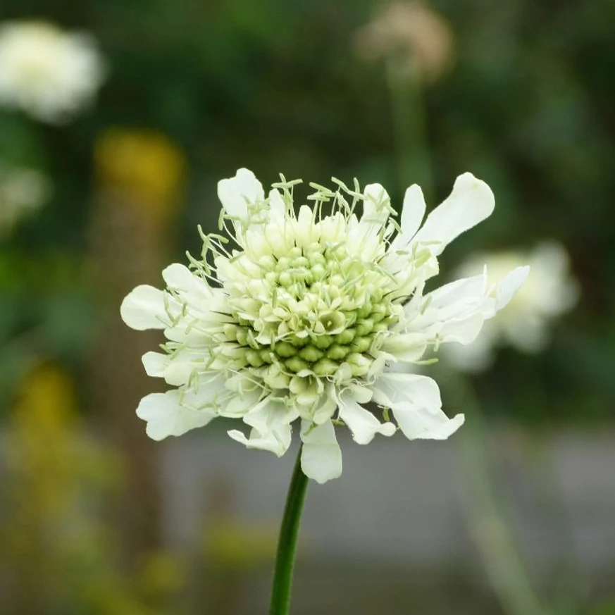 A Cephalaria gigantea krémfehér virága.
