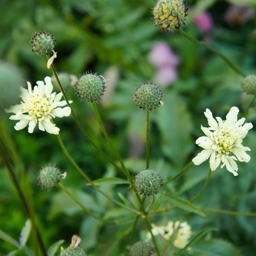 Kecses, hosszú szárak végén hozza virágait a Cephalaria gigantea.