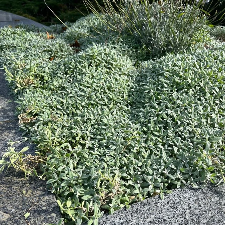 Nagyszerűen mutat kőedényekben vagy sziklakertben a Cerastium tomentosum évelő.