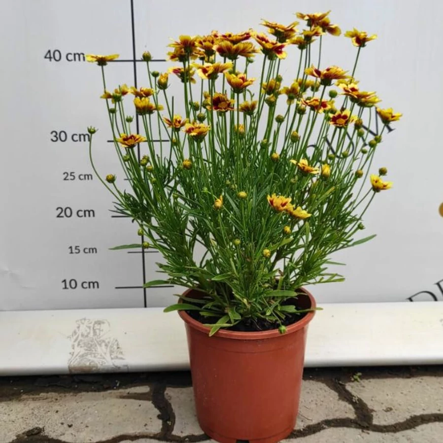 Coreopsis Little Bang Red Elf - Bordó menyecskeszem