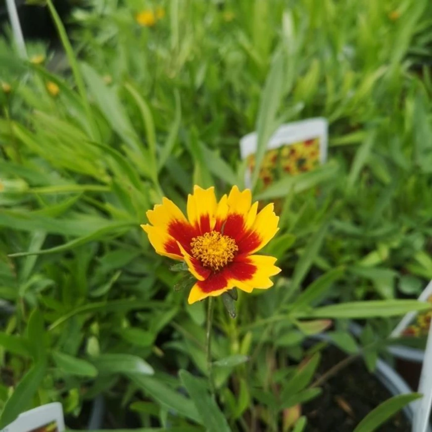 A Coreopsis Li'l Daybreak áprilisi állapota kertészetünkben.